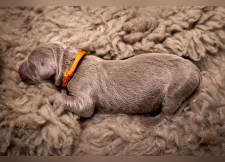 Weimaraner-Mix Welpen aus liebevoller Verpaarung – 12 kleine Wunder suchen ihr Zuhause