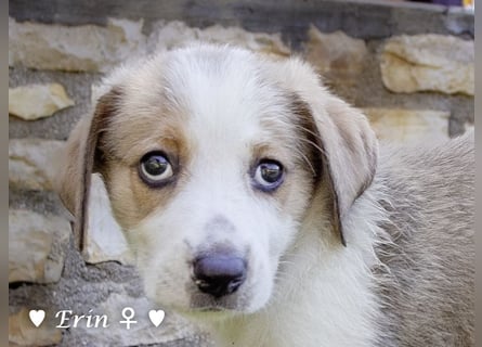 Eckie, Emma, Enya und Erin suchen ihre Familien ab Oktober