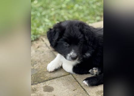 Australian Shepherd Welpen in  Black Bi