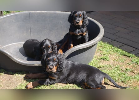 Verschmuste Gordon Setter aus familiärer Liebhaberzucht zu vermitteln