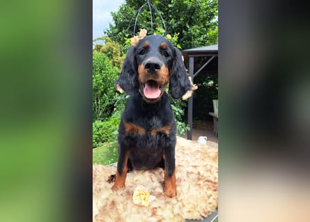 Gordon Setter Mädchen Sheila und Scarlett suchen nette Kuschelpartner