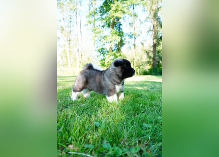 Amerikanische Akita