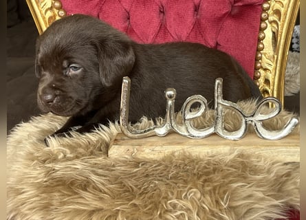 Zuckersüße Schoko Labrador