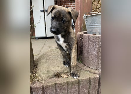 Zuckersüße Husky Mischlings Hündinnen