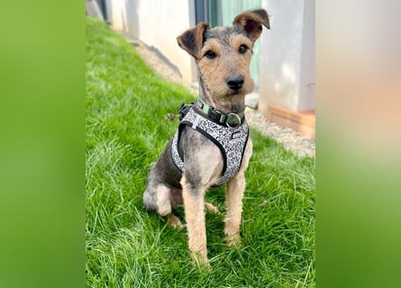 ❤️ superlieber PINO - 1 Jahr, 40cm - Mischling