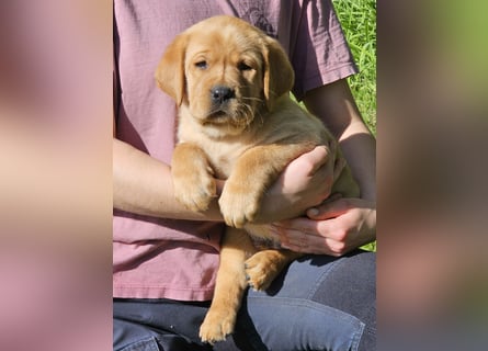 Labrador Welpen Foxred