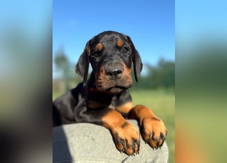 Dobermann Welpen Bohemia Gotika