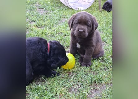 Labrador Welpen mit Ahnentafel
