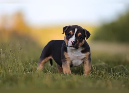 Unglaublich schöne American Bully Welpen!