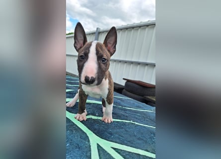 Mini bullterrier - Australian shepherd mix welpen