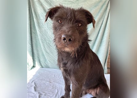 ❤️ RANDY mit den traurigen Augen - 1 Jahr, 45cm/15kg - Schnauzer-Mix