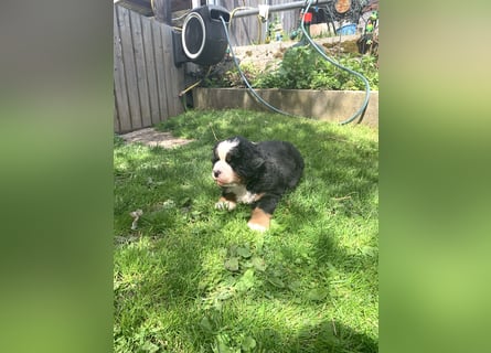 Berner Sennenhundwelpen-Welpe