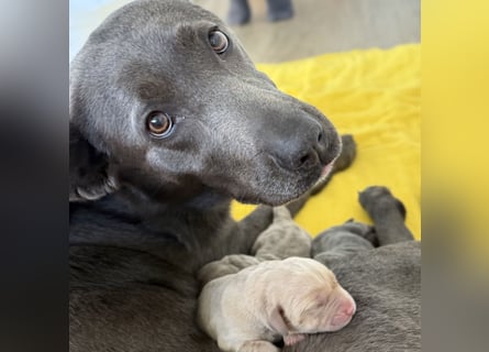 Labrador Welpen Arbeitslinie Silber Weiß Rüde Hündin Düsseldorf