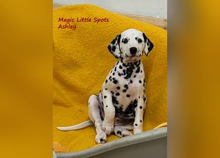 Magic Little Spots - tolle Dalmatinerwelpen aus verantwortungsvoller VDH Zucht