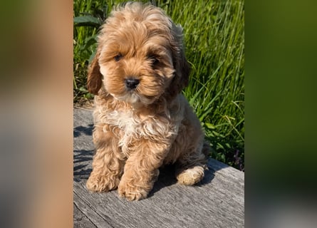 Wunderschöne Cockapoo-Welpen