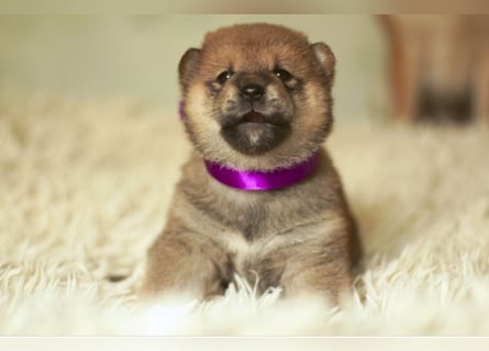 Schöne rote Shiba inu Welpen MEI, MIKA, MASARU mit FCI dokumenten