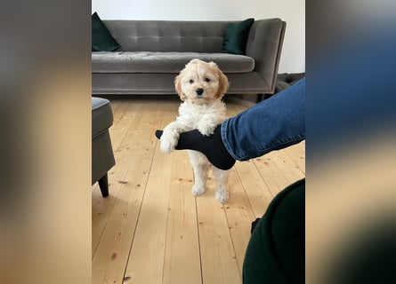 Cockapoo ! Bezaubernde Welpen aus langjähriger, bewährter u. überprüfter Haus/Familienaufzucht.