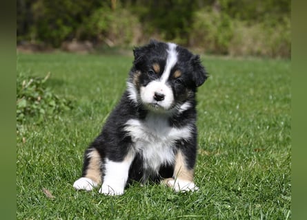extrem hübsche , bestens sozialisierte Australian Shepherd Welpen aus kontollierter Zucht