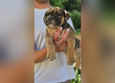 Old English Bulldog Welpen