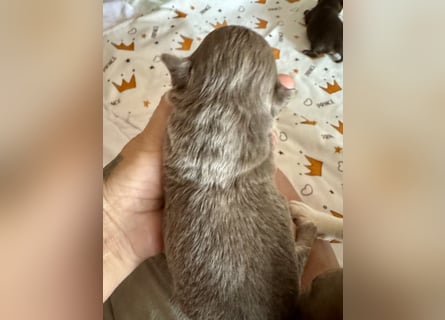 Wir haben aktuell Welpen. 2 Chihuahua Mädels