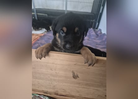 Rottweiler Schäferhund Mischling