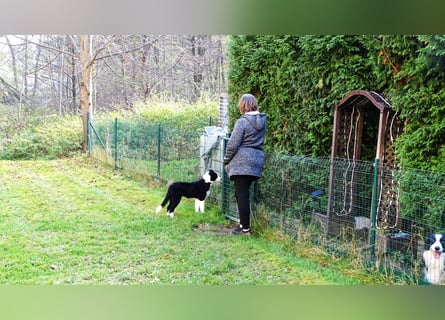 Verkaufe Reinrassige Border Collie Welpen