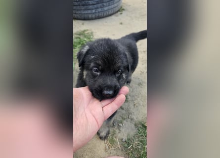 Osteuropäische Schäferhund Welpen