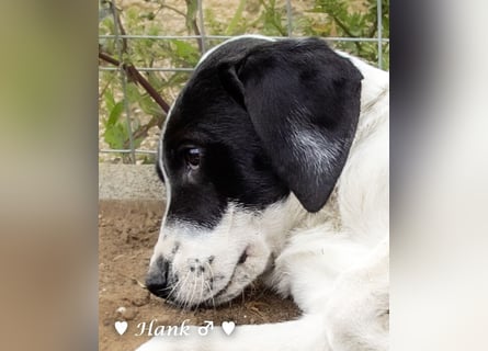 Holly und Hank  suchen ab sofort ein Zuhause