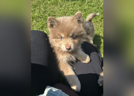Zauberhafte Pomsky Welpen suchen ihr neues Zuhause! (ab 22.05.2025)