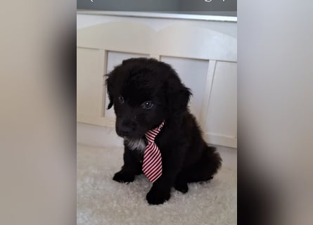 Auszug..Aussiedor F1 Familien und Therapiehund Labrador x Australien Shepherd
