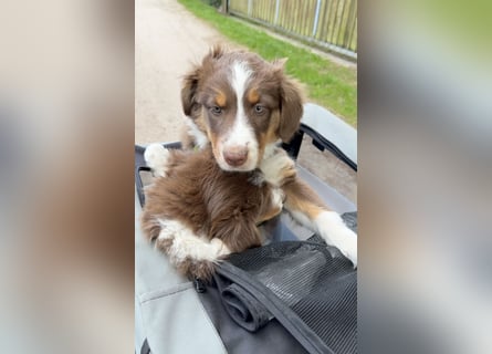 Australian Shepherd Welpen braun/redtri (Minimix/Reinrassig)+ Gesundheitszeugnis