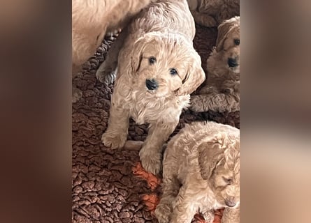Goldendoodle mini Medium Doodle Abgabe an Pfingsten