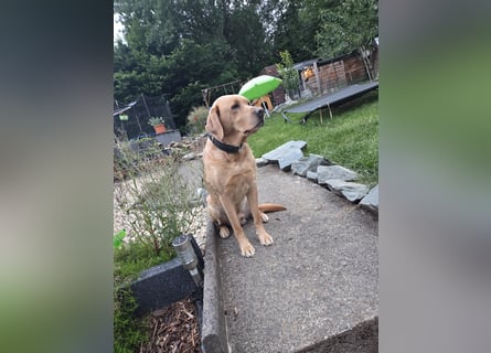 Labradorwelpen