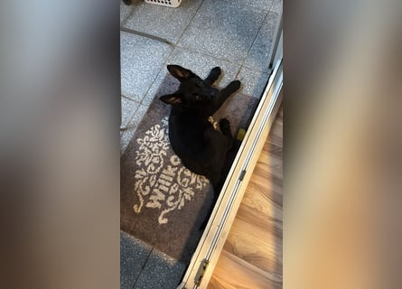 Schäferhund zum abgeben
