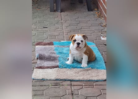 Englische Bulldogge  Welpen