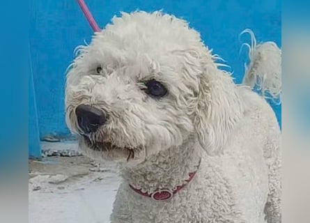 (R) ❤️ lieber kleiner DARI - 4 Jahre, 30cm/9kg - Bichon-Mischling