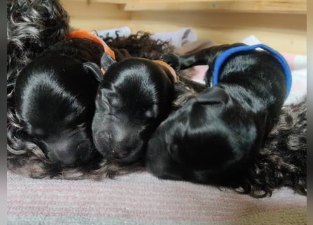 Wir planen 2026 Kerry Blue Terrier Wurf-B
