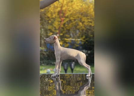 Italienisches Windspiel - Hunde & Welpen