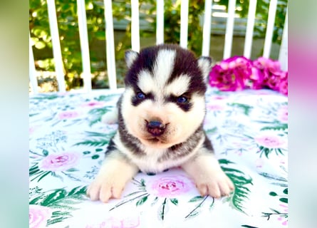 FCI Pedigree Blue Eyed Black & White Siberian Husky Champion Puppy