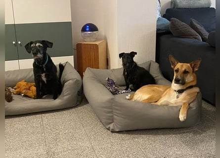 Mica, 3 Jahre, sucht ein neues Zuhause