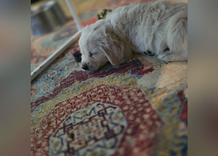 Golden Retriever Welpen suchen .....