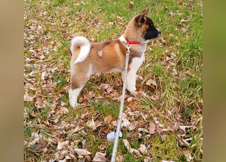 1 reinrassige American Akita Hündin