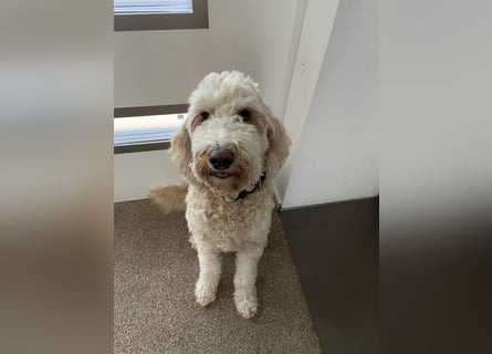 Goldendoodle F1bb Welpen -Liebevoll aufgezogen!