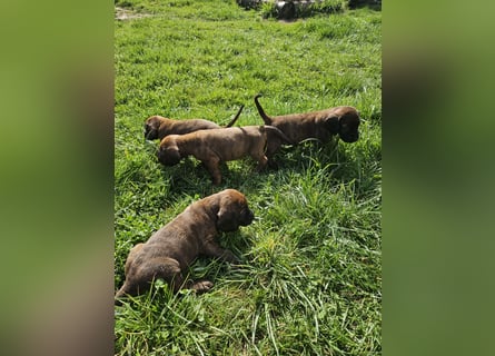 Hannoversche Schweißhund