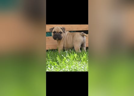Zuckersüße Freiatmige Bulldoggenwelpen