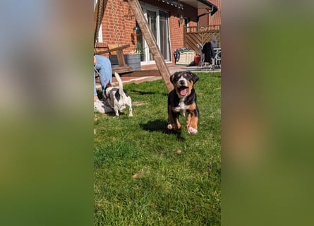 Große-Schweizer-Sennenhund-Welpen