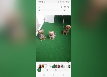 yorkshire terrier welpen