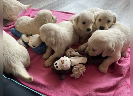 Golden Retriever Welpen abzugeben