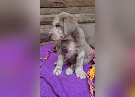Labrador Aussiedor Welpen,Abgabebereit, aus liebevoller Zucht