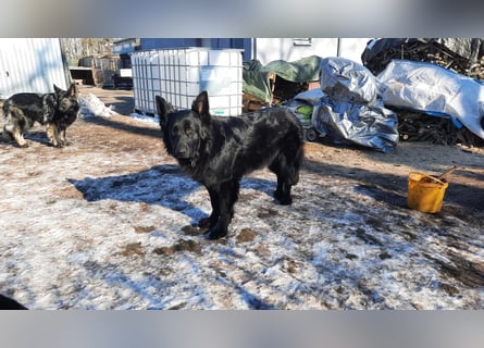 Altdeutsche Schäferhund Hündin